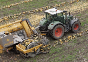 Pompoenen oogst