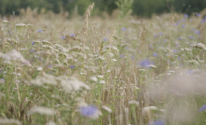 Natuurinclusieve mengteelt