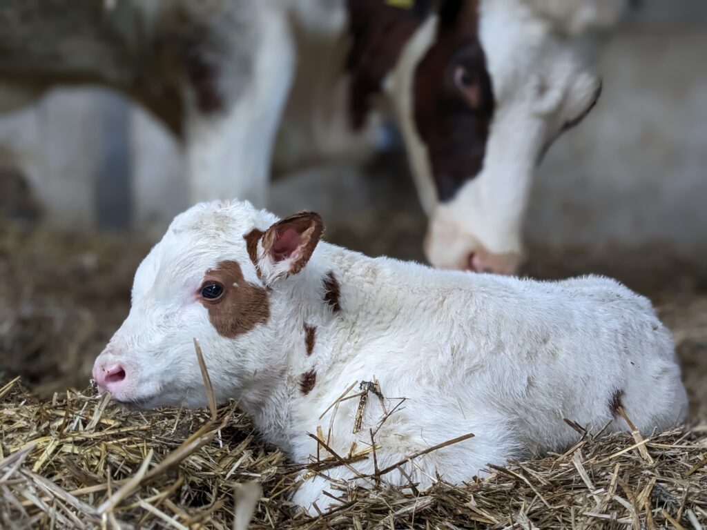 Kalf bij de koe